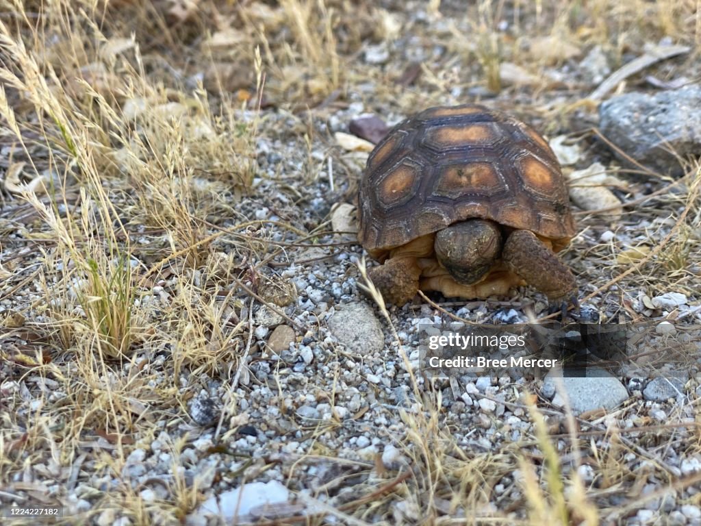 Russian Desert Tortoise
