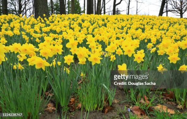 garden of daffodil flowers in spring bloom - daffodil field stock pictures, royalty-free photos & images