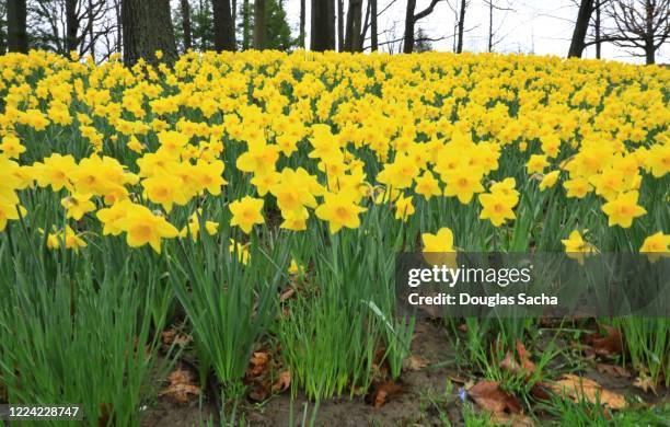 garden of daffodil flowers in spring bloom - daffodil field 個照片及圖片檔