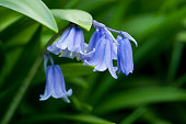 Bluebells (Spanish Bluebells - Hyacinthoides hispanica) in flower in spring in a garden, England, United Kingdom