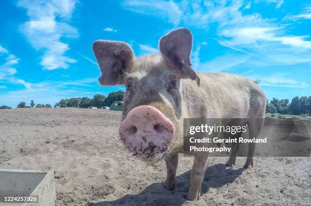 squeal piggy! - funny rooster stockfoto's en -beelden