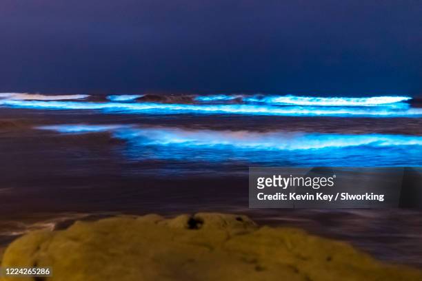 bioluminescent tide glows blue at the beaches in san diego county - bioluminescence stock-fotos und bilder