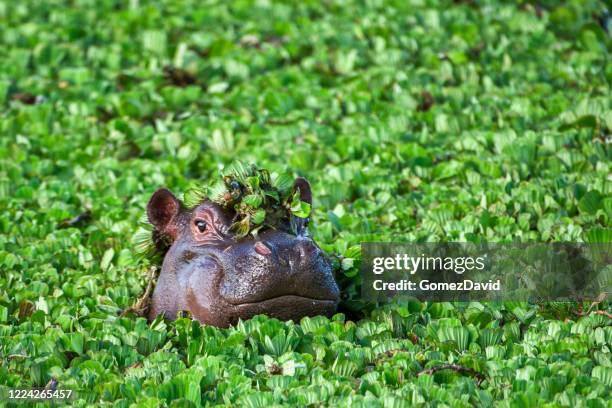 close-up of wild african hippo with head above floating water lettuce - hipopotamo imagens e fotografias de stock