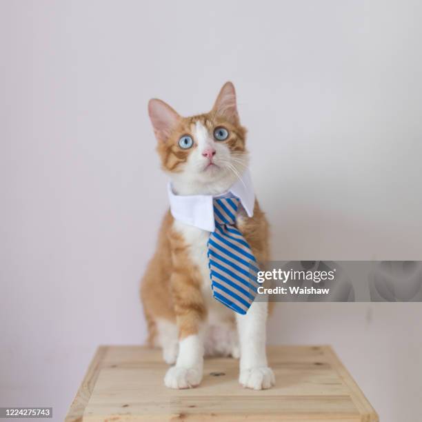 the ginger cat wears necktie - cat bow tie stock pictures, royalty-free photos & images