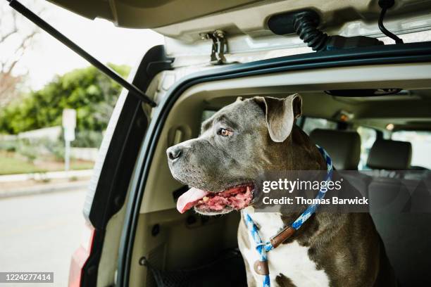 pit bull sitting in tailgate of car - strong pitbull stock pictures, royalty-free photos & images