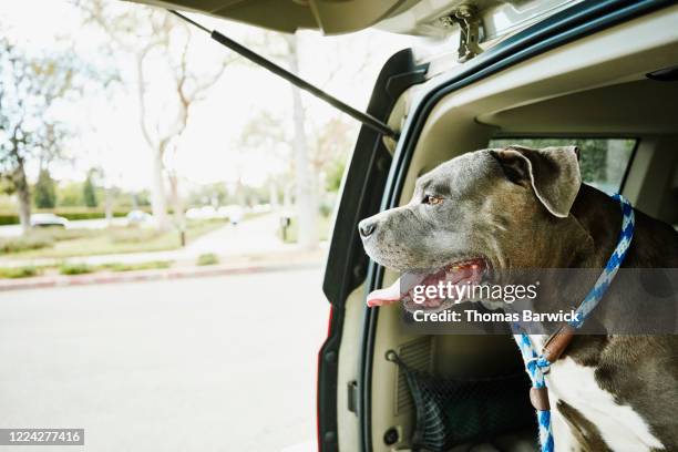 pit bull looking out tailgate of car - strong pitbull stock pictures, royalty-free photos & images