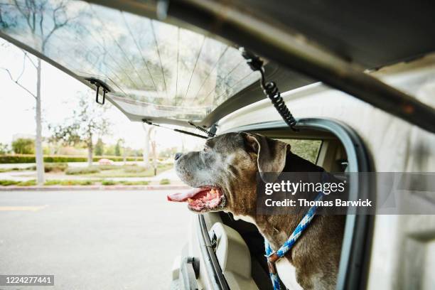 pit bull looking out rear window of car - strong pitbull stock pictures, royalty-free photos & images