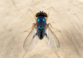 Macro Photo of Blue Blow Fly on The Wall