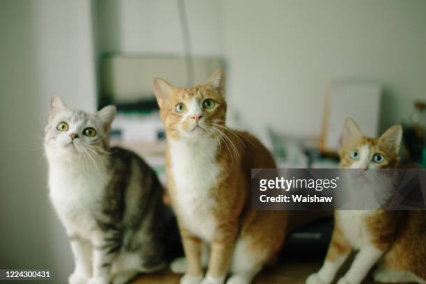 three cats - drie dieren stockfoto's en -beelden