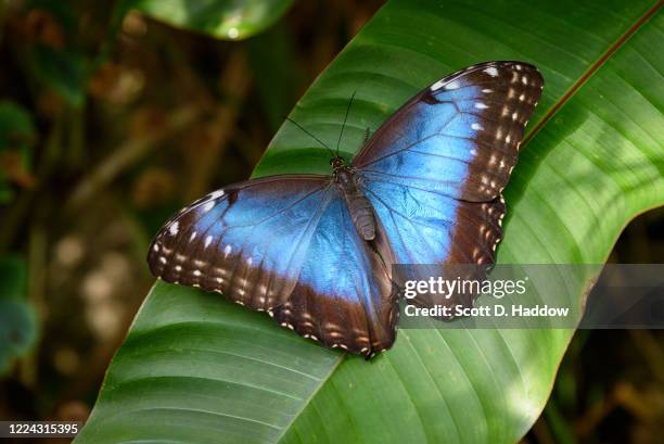 menelaus blue morpho butterfly - morpho butterfly stock pictures, royalty-free photos & images