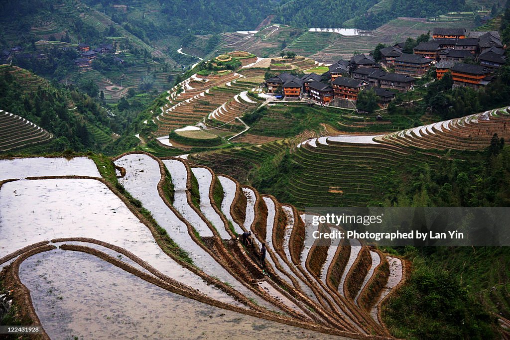 Longji Rice terraces