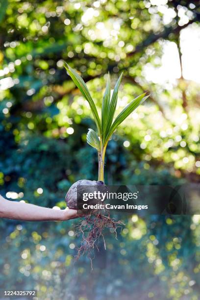 farmer holding sprouted coconut ready for planting - thailand us farm trade health stock pictures, royalty-free photos & images