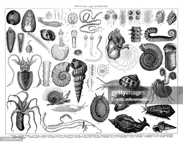 old engraved illustration of mollusca and scolecida - shell fossil stock pictures, royalty-free photos & images