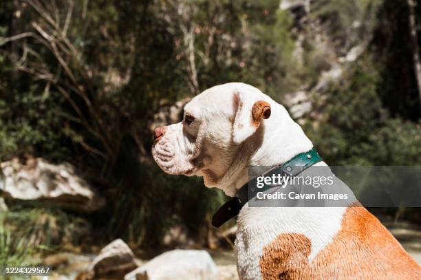 american bulldog sitting by river, profile shot - american bulldog stock pictures, royalty-free photos & images
