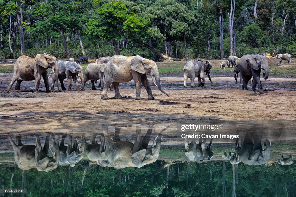 Forest elephants (Loxodonta africana cyclotis) in Dzanga Bai.Dzanga-Sangha