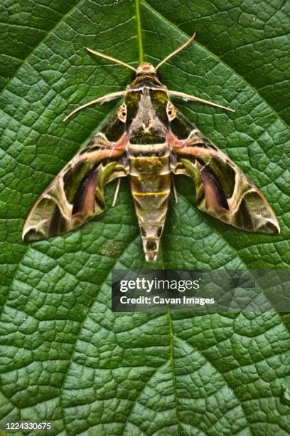 butterflies in dzanga-sanha forest reserve, central african republic - hawk moth stock pictures, royalty-free photos & images