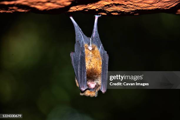 sundevall bats (hipposideros caffer) in the forest perched cave. hokou bai, dzanga-ndoki national park, central african republic - petite-chauve-souris-brune photos et images de collection