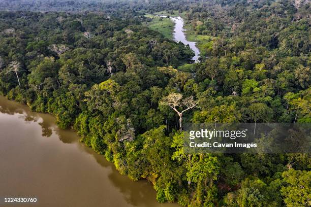 trees and vegetation in the jungle and dense forest of dzanga sangha. central african republic. wwf - zentralafrikanische republik stock-fotos und bilder
