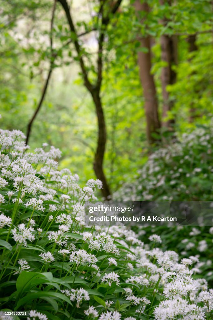 Wild garlic in spring woodland in england