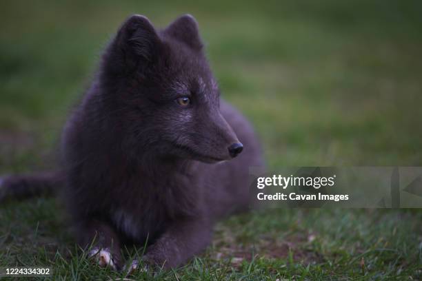 arctic fox in his summer fur - black fox stock-fotos und bilder