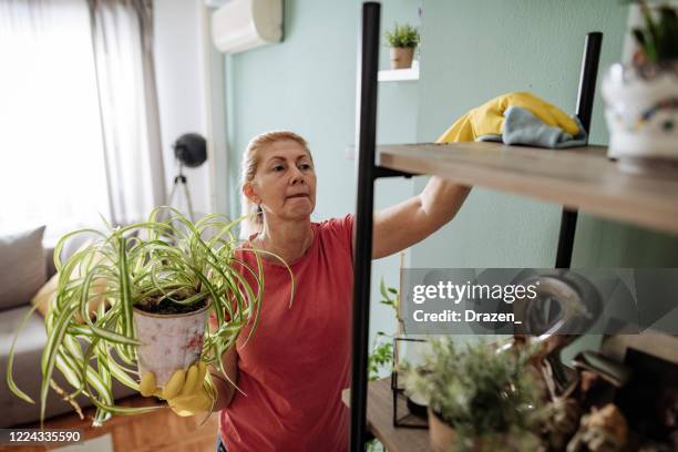 woman wiping dust from furniture - empregrada de limpeza imagens e fotografias de stock