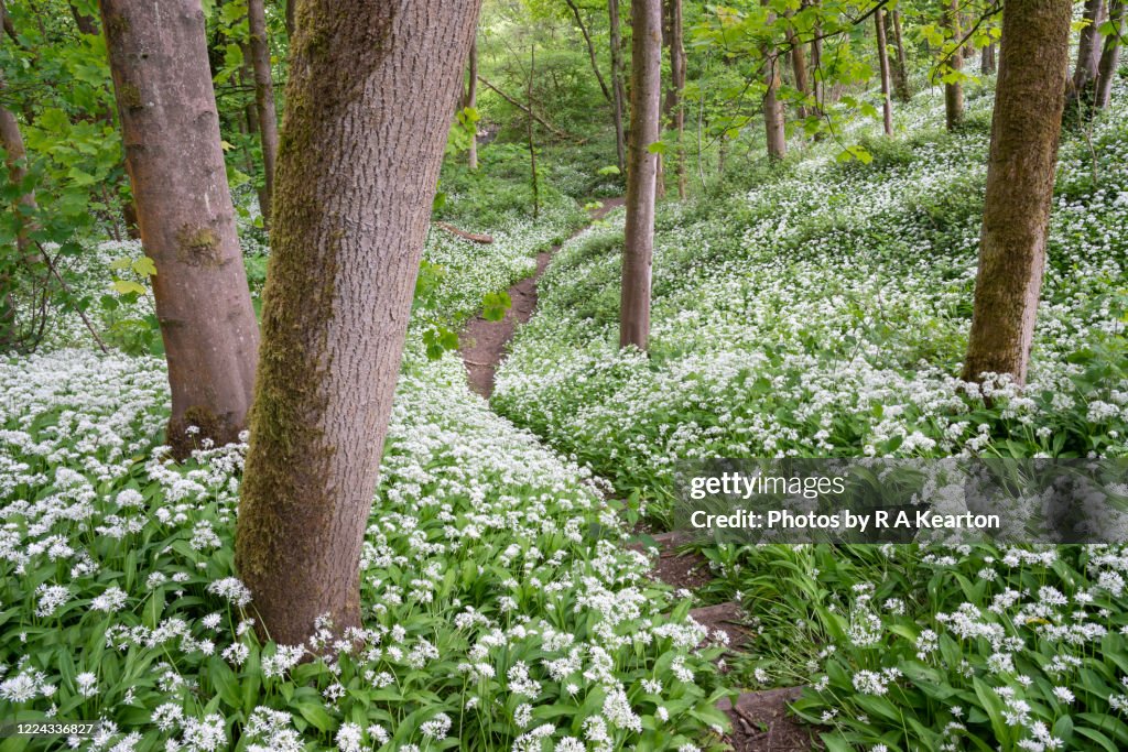 Wild garlic flowering in spring woodland in England