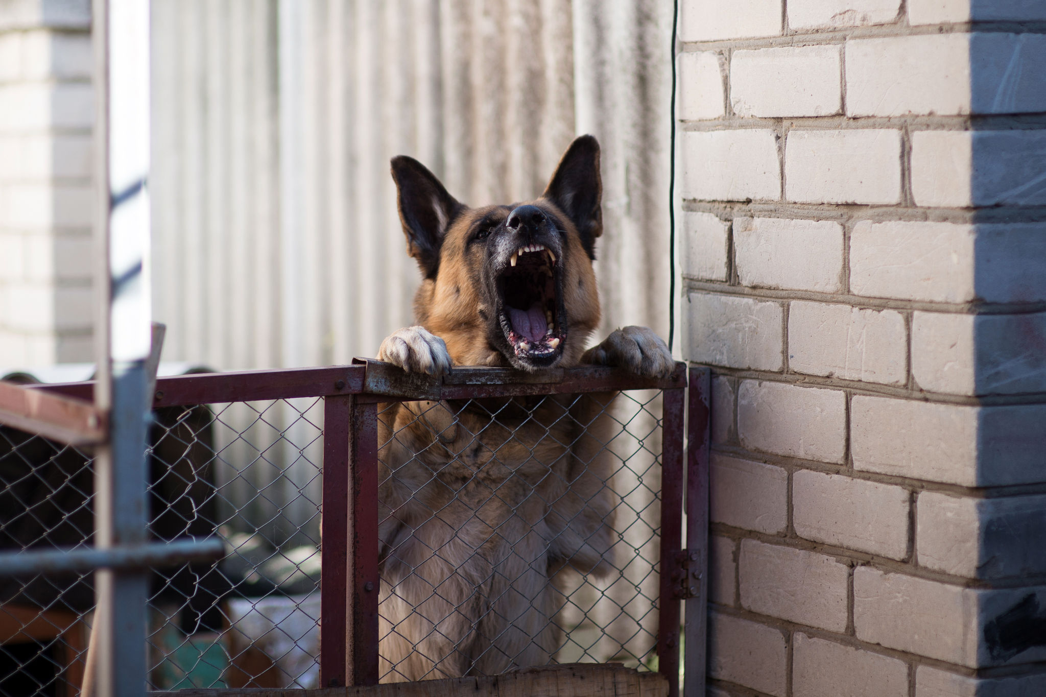 Big angry dog barks from an aviary Big angry dog barks from an aviary