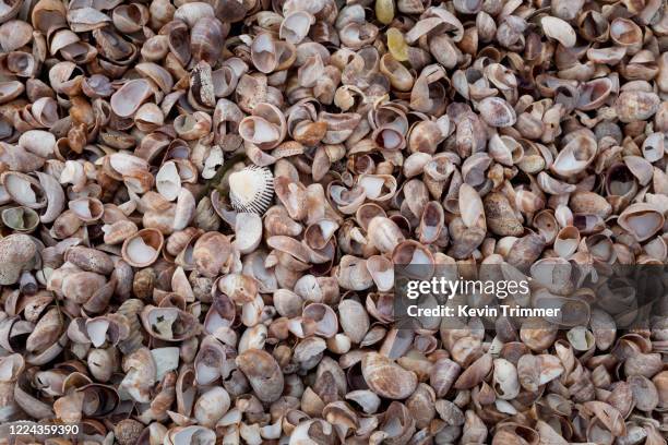 Slipper Shell Stack 145 Slipper Shell Stock Photos, High-Res Pictures, and Images - Getty ...