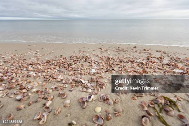 Merltax Shells Slipper Shells Photos and Premium High Res Pictures - Getty Images