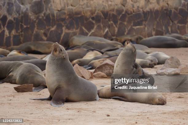 cape fur seals 1 - cape fur seal stock pictures, royalty-free photos & images