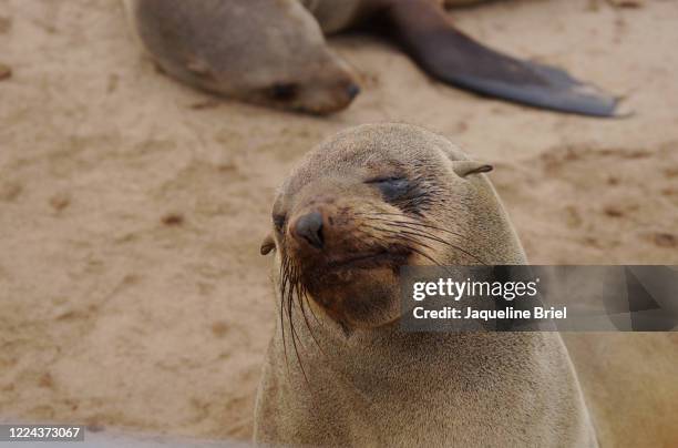 cape fur seals 17 - cape fur seal stock pictures, royalty-free photos & images