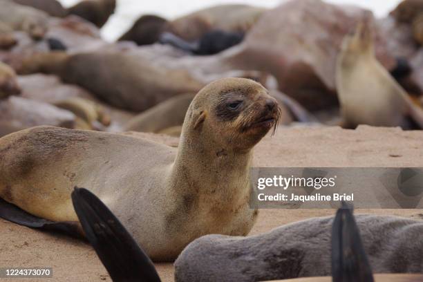 cape fur seals 16 - cape fur seal stock pictures, royalty-free photos & images