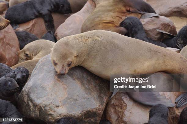 cape fur seals 31 - cape fur seal stock pictures, royalty-free photos & images