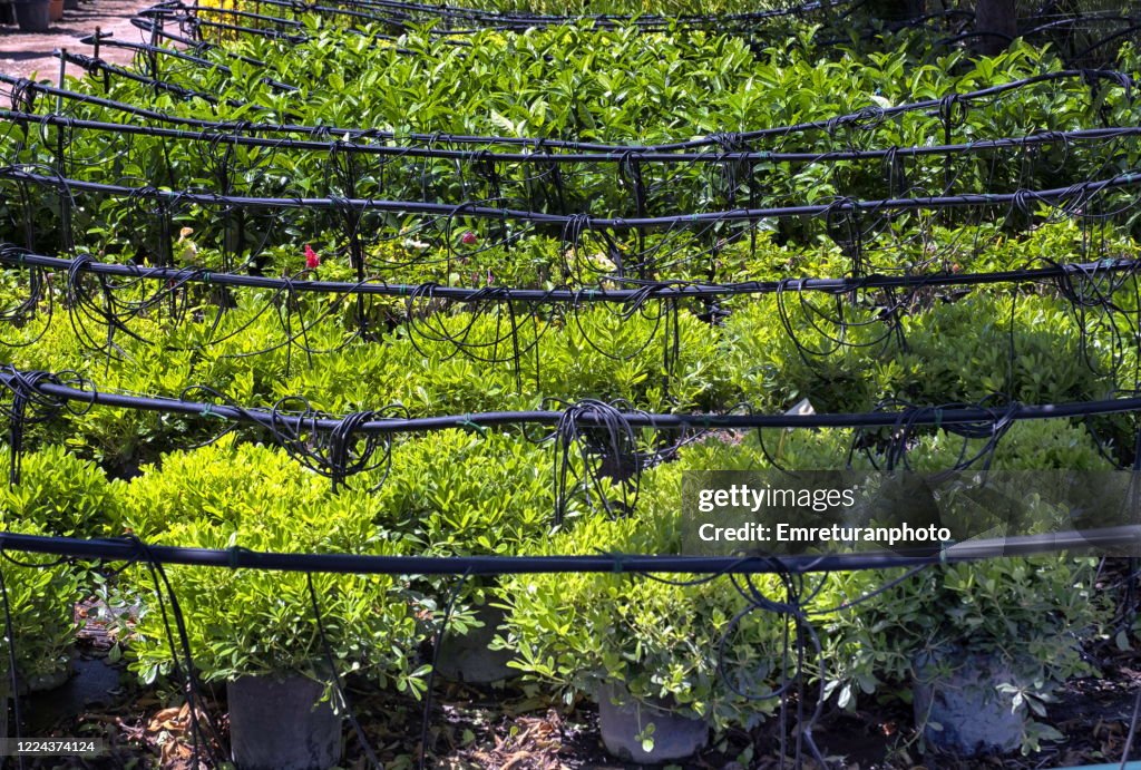 Drip irrigation sytem in a green house on a sunny day.