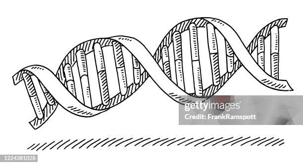 Genescience Drawing 116 Double Helix Gene Dna Drawing Stock Photos, High-Res Pictures, and ...
