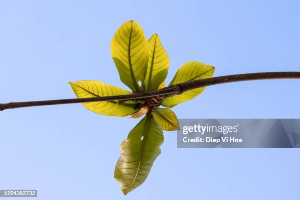 terminalia catappa - almond branch stock pictures, royalty-free photos & images