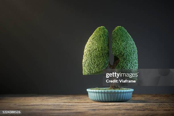 bonsai lung - bonsai fotografías e imágenes de stock