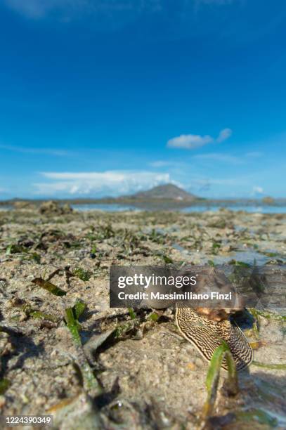 Bat Volute Shell Photos and Premium High Res Pictures - Getty Images