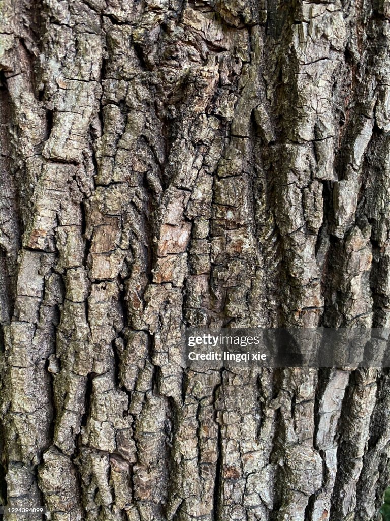 Rough bark