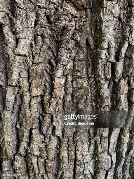 rough bark - 樹皮 個照片及圖片檔