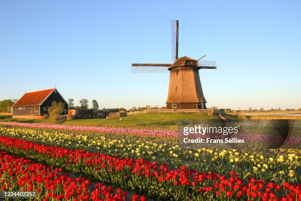 late afternoon at the windmill, the netherlands - olanda settentrionale foto e immagini stock