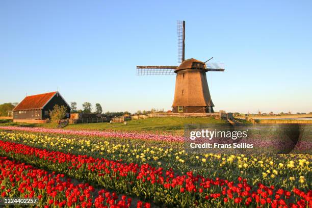 late afternoon at the windmill, the netherlands - noord holland landschap stockfoto's en -beelden