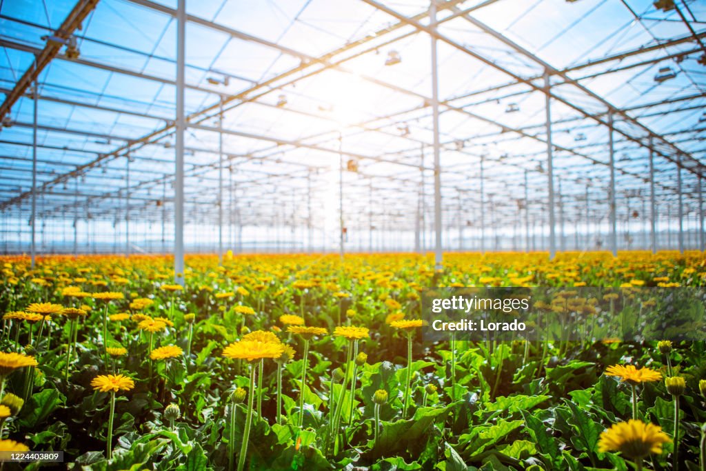 A Gerbera Flower Greenhouse in Holland