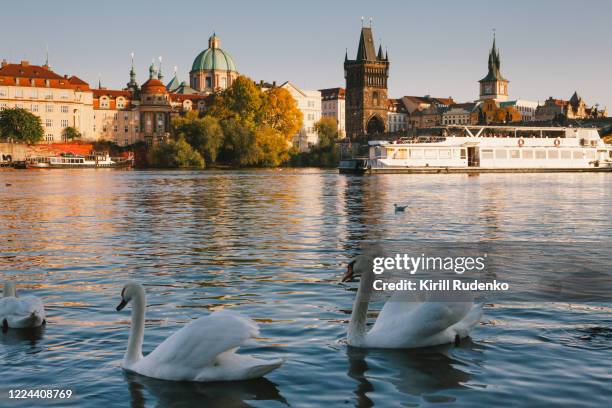 swans on vltava river in prague, czech republic - vltava river stockfoto's en -beelden