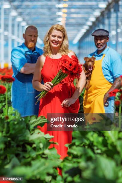 a beautiful blond female in a red dress at a gerbera greenhouse with two manual workers - trabajador manual stock pictures, royalty-free photos & images