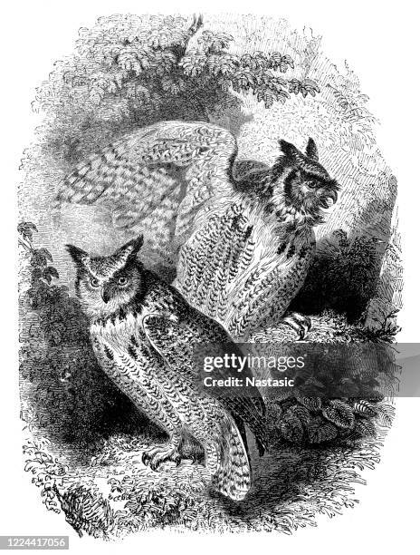 eurasian eagle-owl (bubo bubo) - eurasian eagle owl stock illustrations