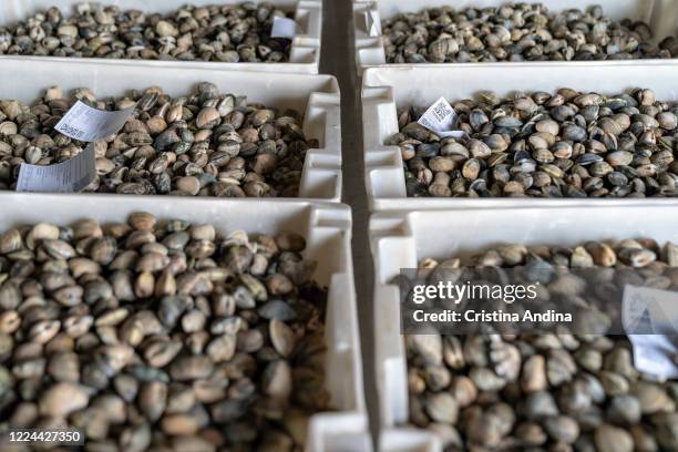 Clam collected by shellfishermen in the boxes at the fish market on May 12, 2020 in A Pobra do Caramiñal, Spain. The shellfishermen of A Pobra do...