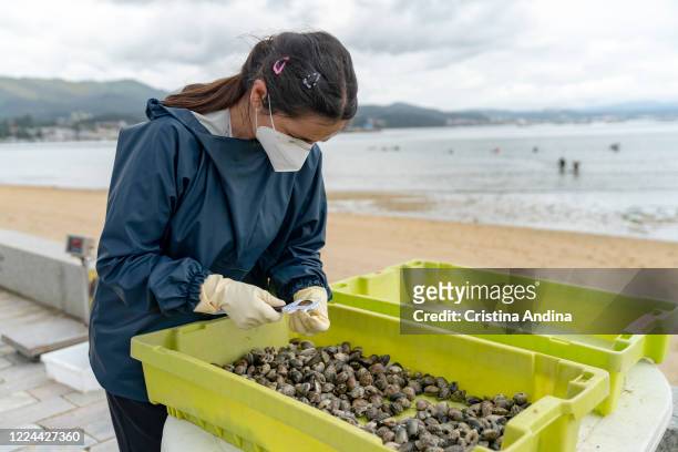Shellfisherwoman Ventura Insua, wearing a surgical mask, measures a clam to see if it fits on May 12, 2020 in A Pobra do Caramiñal, Spain. The...