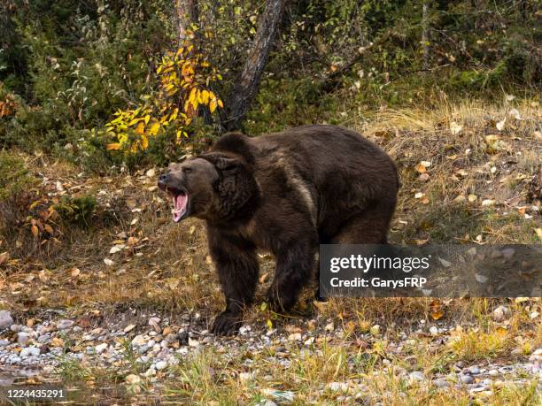 grizzly bear mouth open fall kleur achtergrond captive - snarling stockfoto's en -beelden
