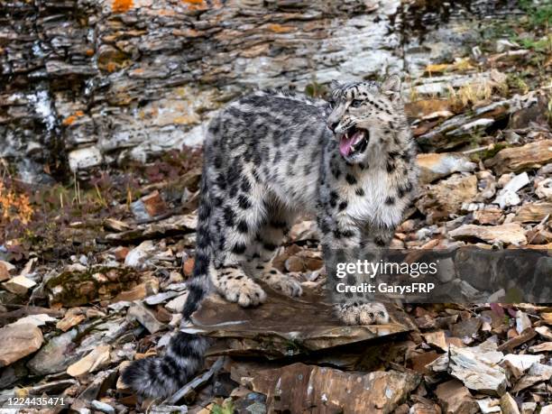 snow leopard standing on rocky hill natural autumn setting captive - animals hunting stock pictures, royalty-free photos & images